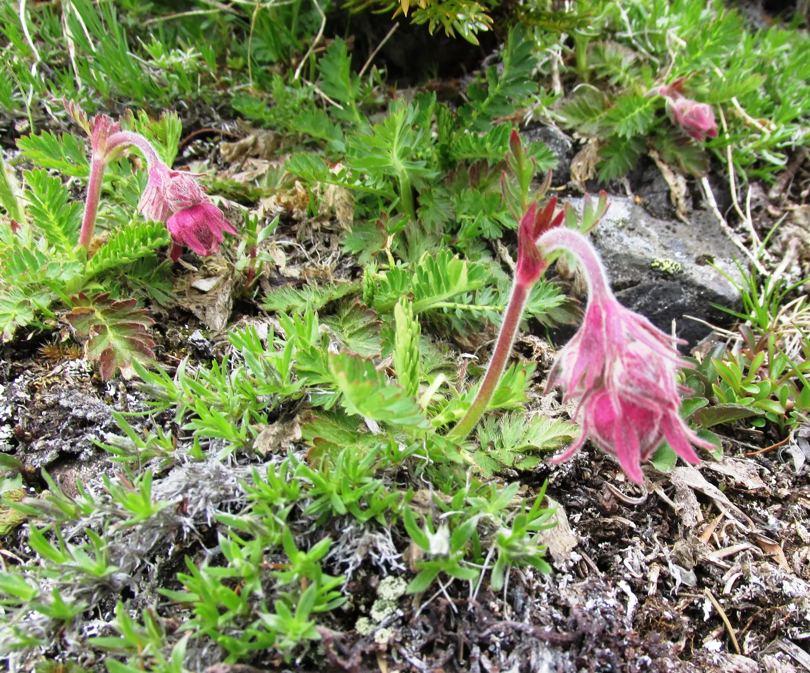 Prairie Smoke (Geum Triflorum) — it requires minimal care once established; this hardy plant thrives in USDA zones 3-7, prefers full sun to partial shade, and