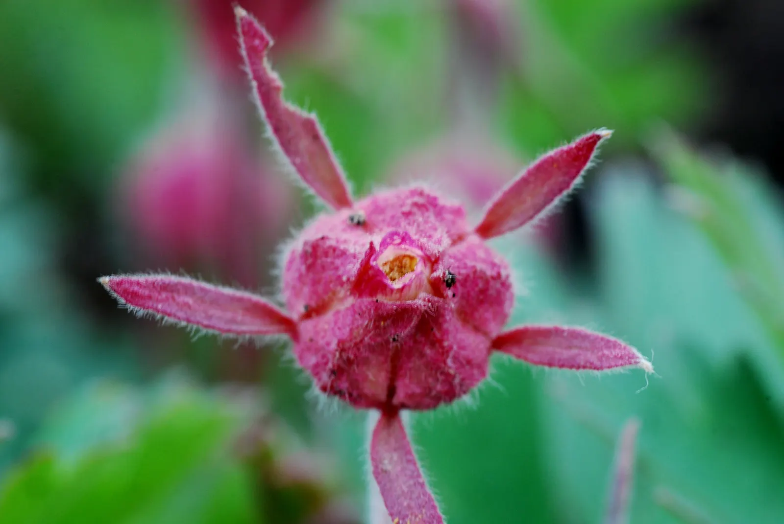Prairie Smoke (Geum Triflorum) — besides optional division every few years to maintain its vigor.<br><br>Hardy in USDA zones 3 through 7