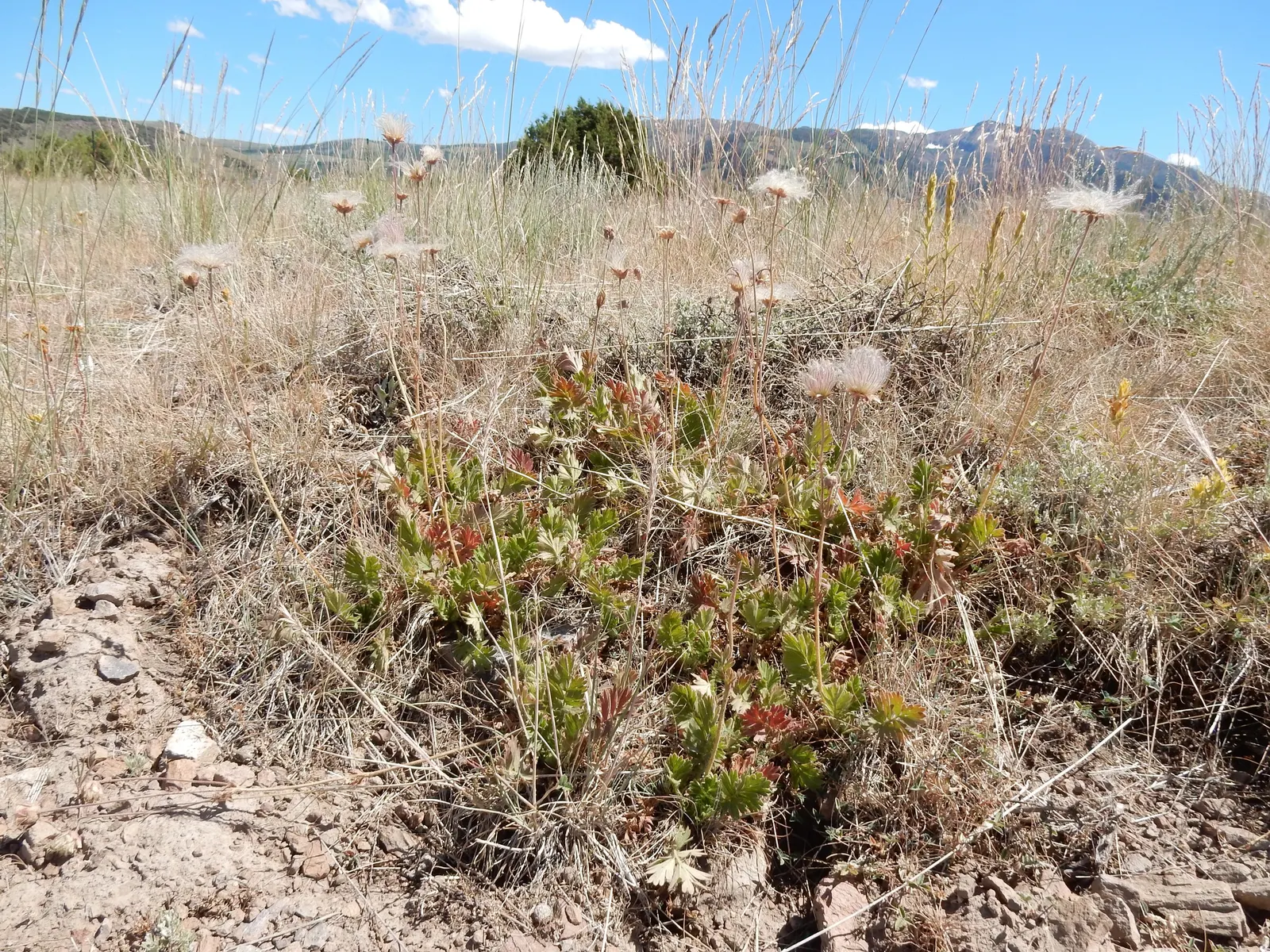 Prairie Smoke (Geum Triflorum) — it demonstrates notable drought tolerance; this hardy plant thrives in USDA zones 3-7, prefers full sun to partial, image 97