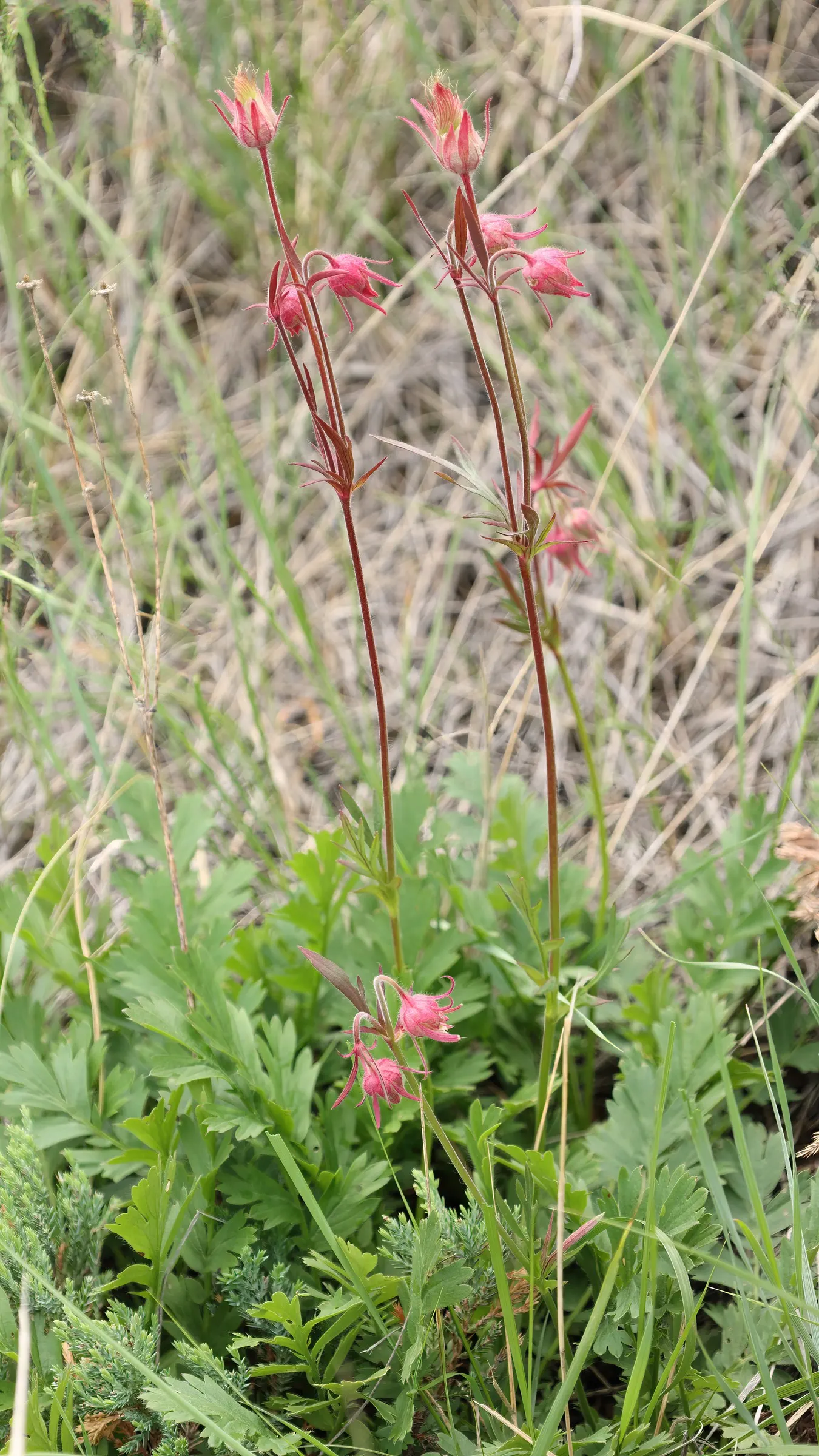 Prairie Smoke (Geum Triflorum) — the plant produces nodding pink to red flowers that rise slightly above the foliage; making it a delightful, image 72