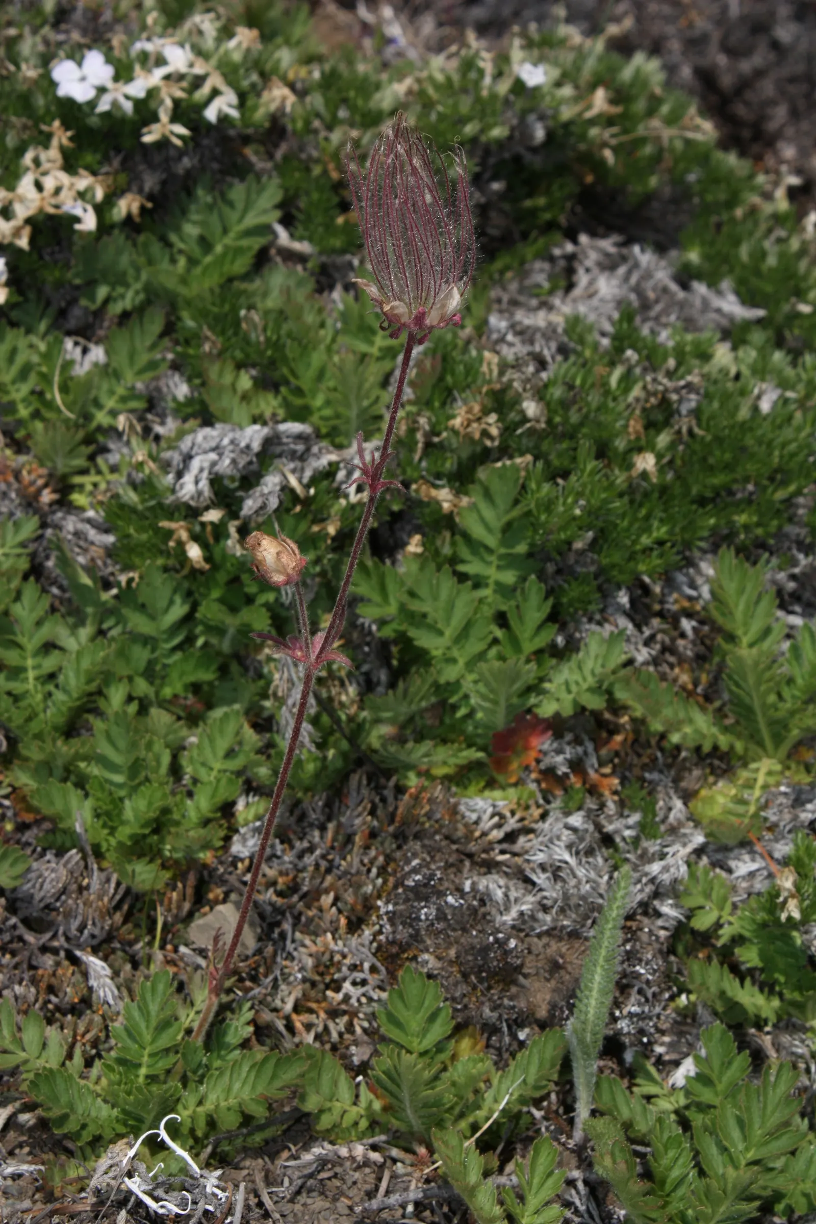 Prairie Smoke (Geum Triflorum) — it blooms with pink to reddish-purple flowers in late spring; revealing feathery tails that persist well into the summer