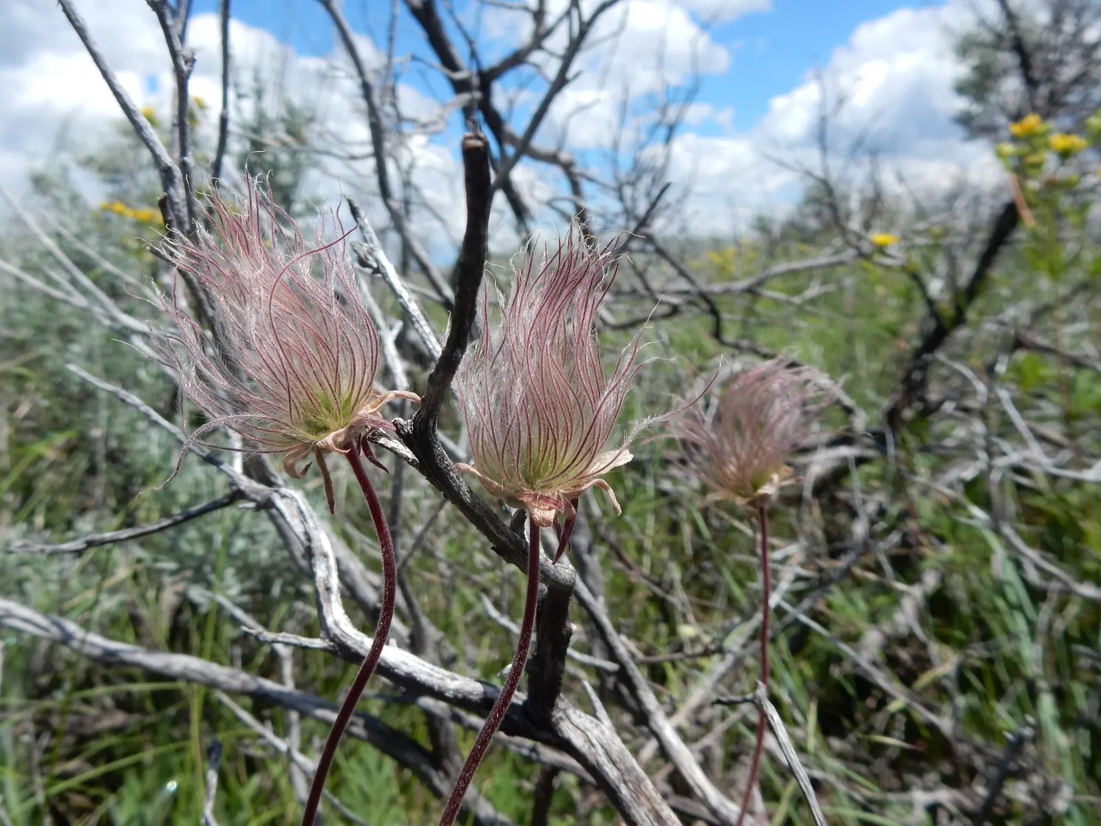 Prairie Smoke (Geum Triflorum) — it blooms with pink to reddish-purple flowers in late spring
