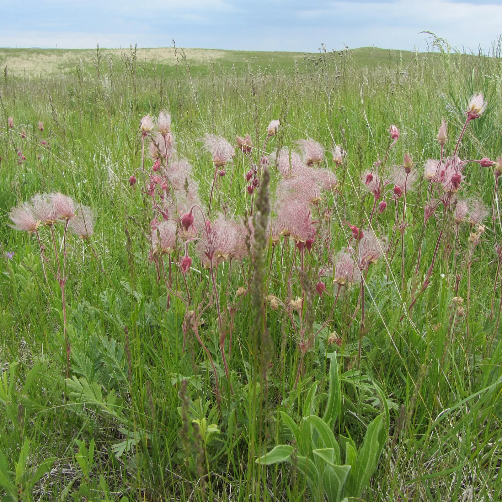 Prairie Smoke (Geum Triflorum) — As a low maintenance choice; making it a delightful conversation piece for any client's garden