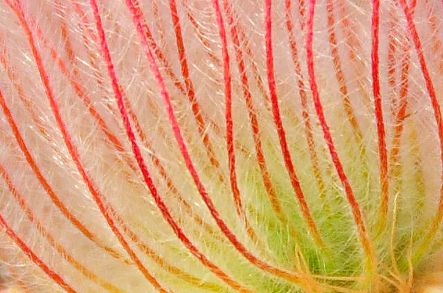 Prairie Smoke (Geum Triflorum) — Once the blooms are pollinated; this hardy plant thrives in USDA zones 3-7, prefers full sun to partial shade, and tolerates a
