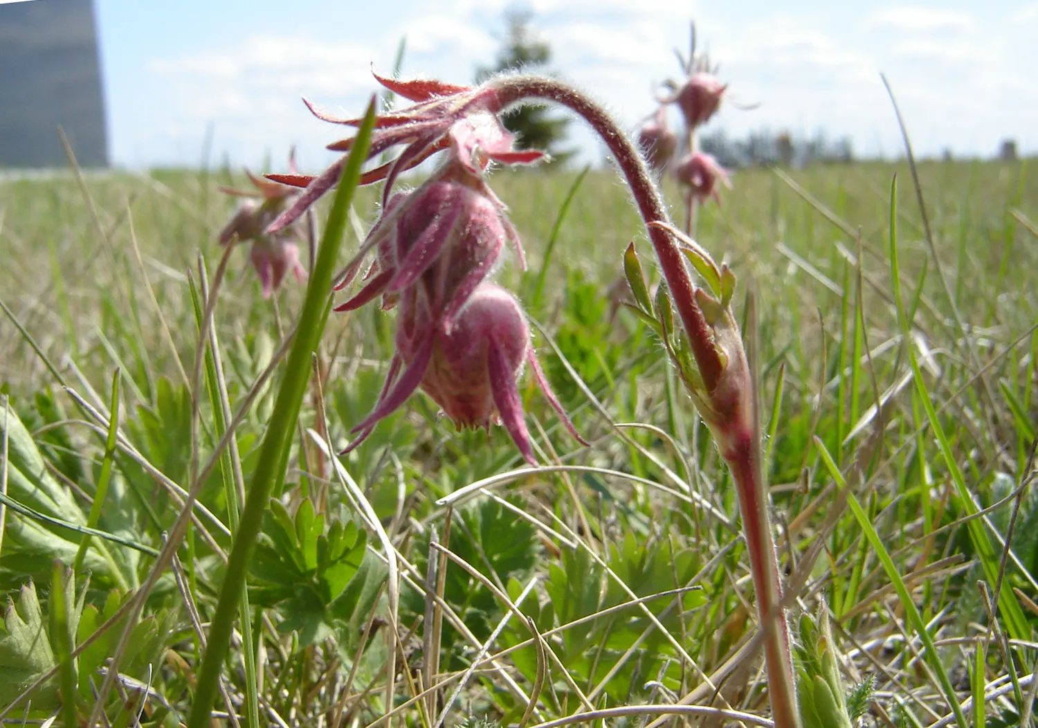 Prairie Smoke (Geum Triflorum) — typically from April to June; revealing feathery tails that persist well into the summer