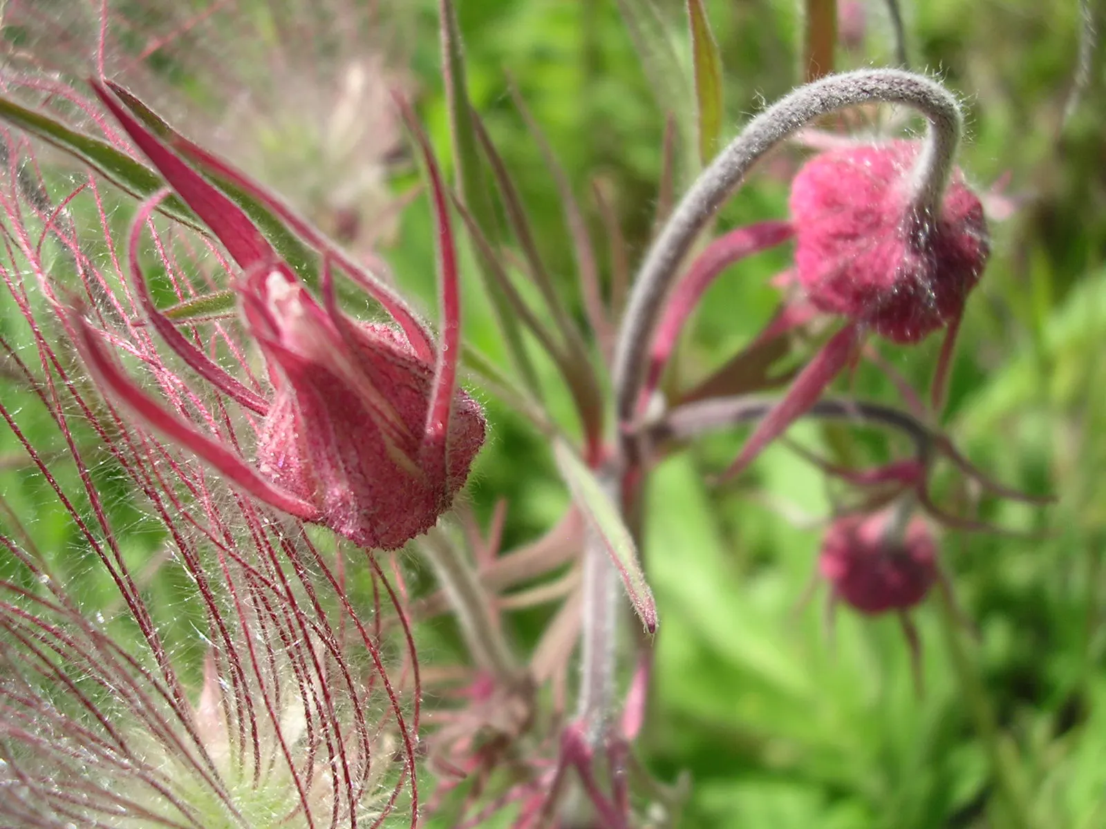 Prairie Smoke (Geum Triflorum) — it blooms with pink to reddish-purple flowers in late spring; revealing feathery tails that persist well into the, image 87