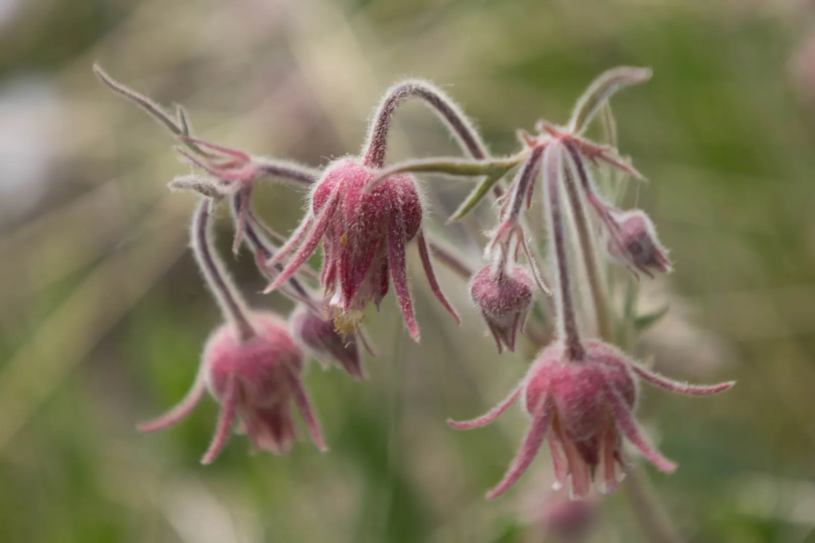 Prairie Smoke (Geum Triflorum) — Prairie Smoke (Geum triflorum); revealing feathery tails that persist well into the summer, image 119
