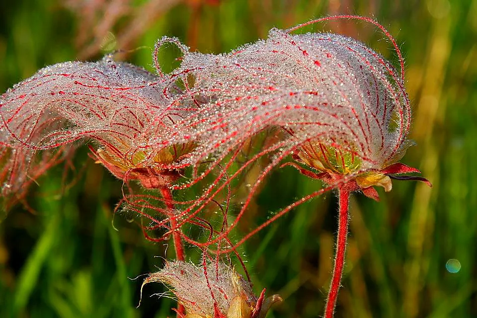 Prairie Smoke (Geum Triflorum) — Prairie Smoke thrives in full sun to partial shade; sandy or loamy soil but is quite adaptable to various soil, image 94