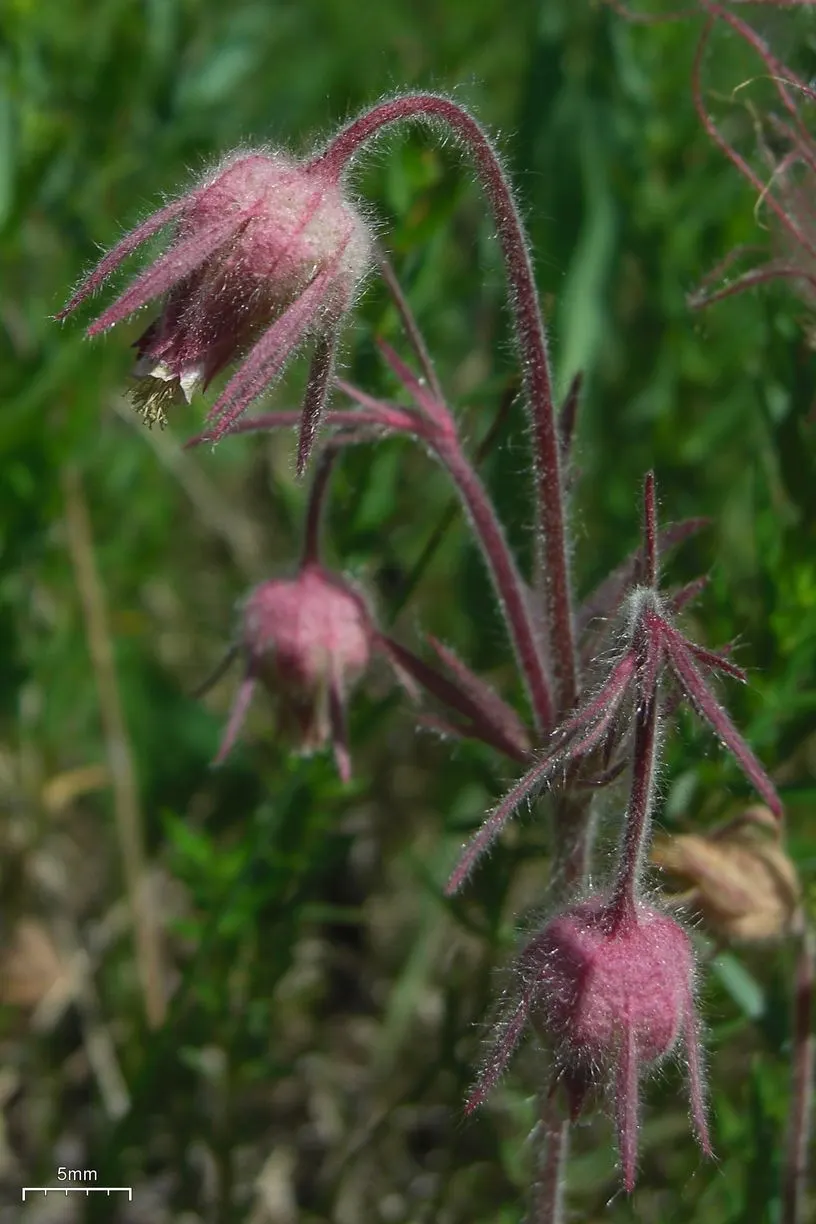 Prairie Smoke (Geum Triflorum) — Prairie Smoke thrives in full sun to partial shade; sandy or loamy soil but is quite adaptable to various soil, image 122