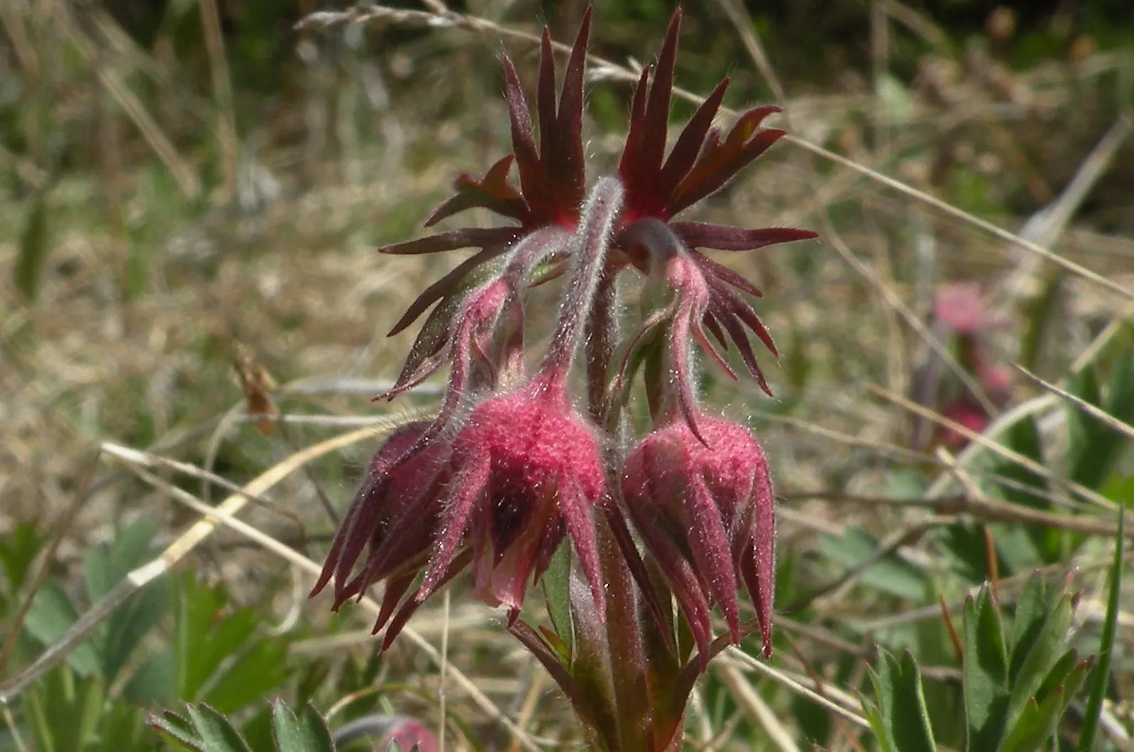 Prairie Smoke (Geum Triflorum) — as long as they are not overly wet; making it a delightful conversation piece for any client's garden, image 68