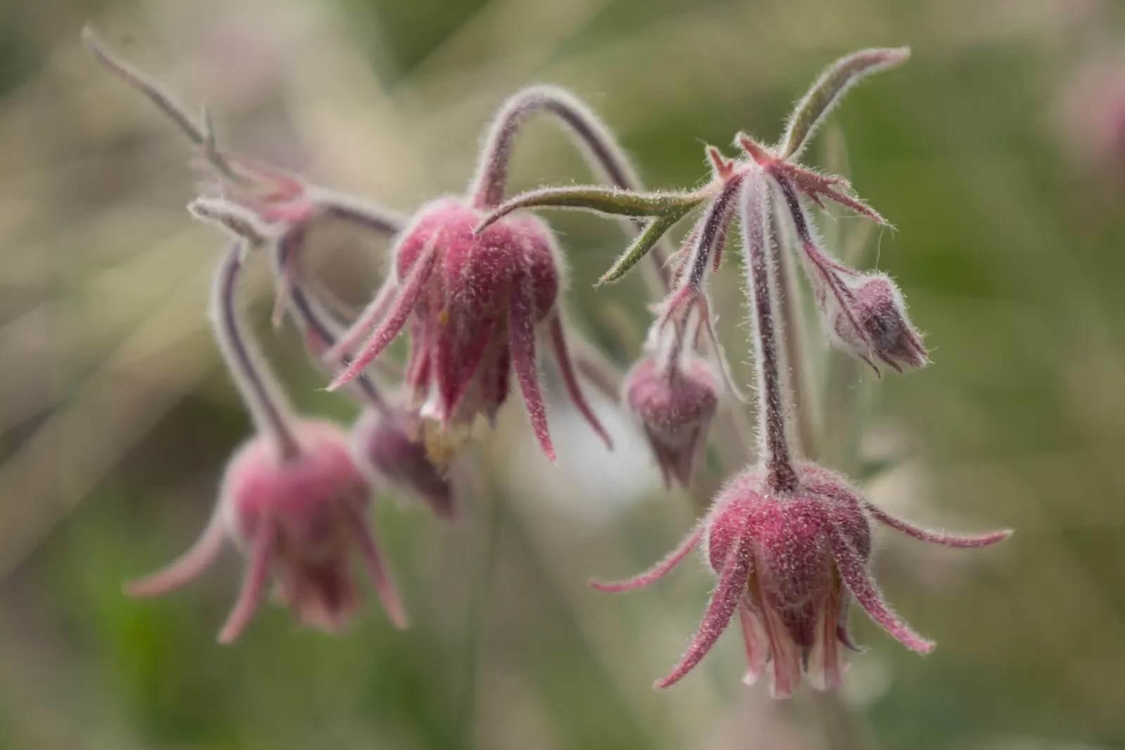 Prairie Smoke (Geum Triflorum) — the plant produces nodding pink to red flowers that rise slightly above the foliage; making it a delightful, image 128
