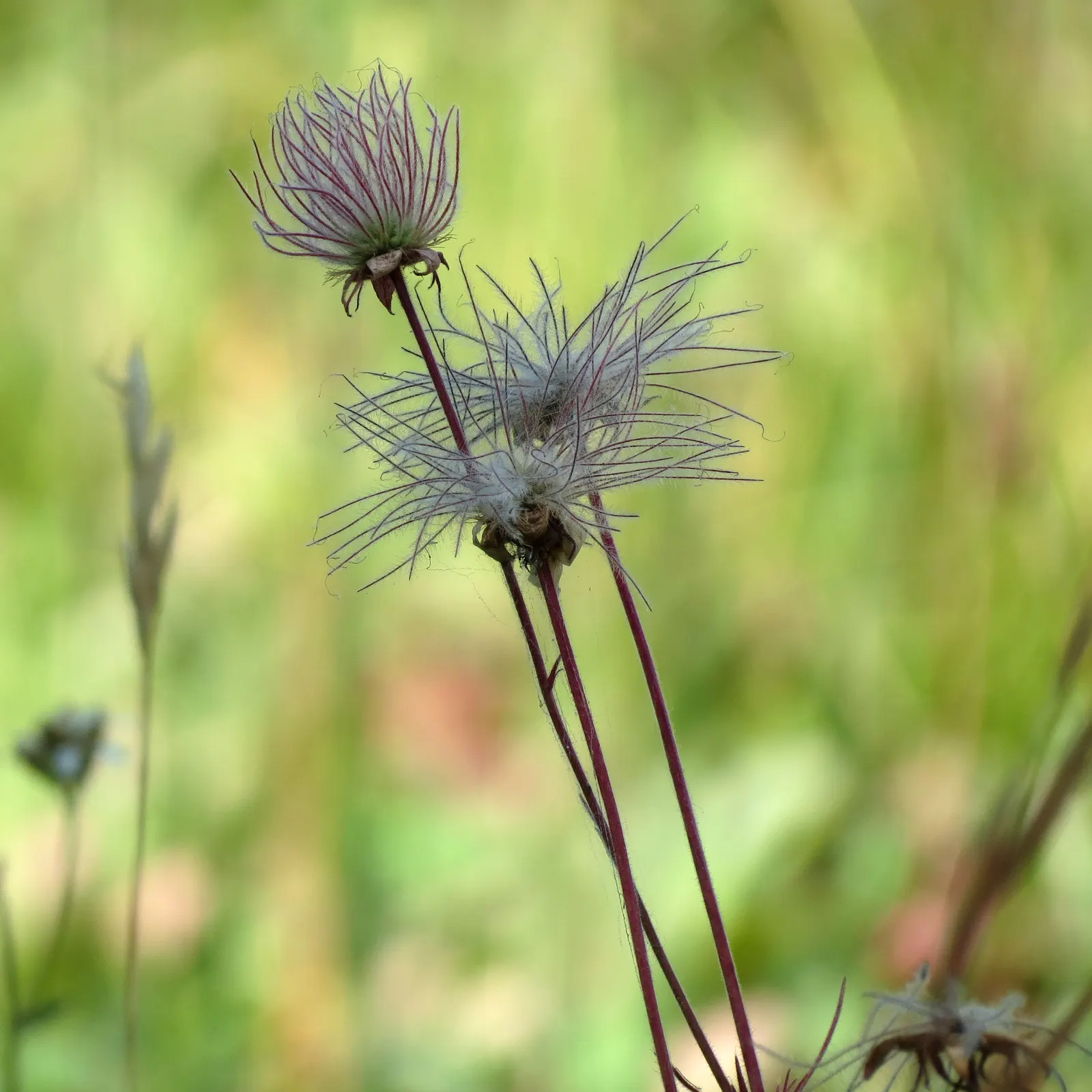 Prairie Smoke (Geum Triflorum) — Prairie Smoke (Geum triflorum); revealing feathery tails that persist well into the summer, image 63