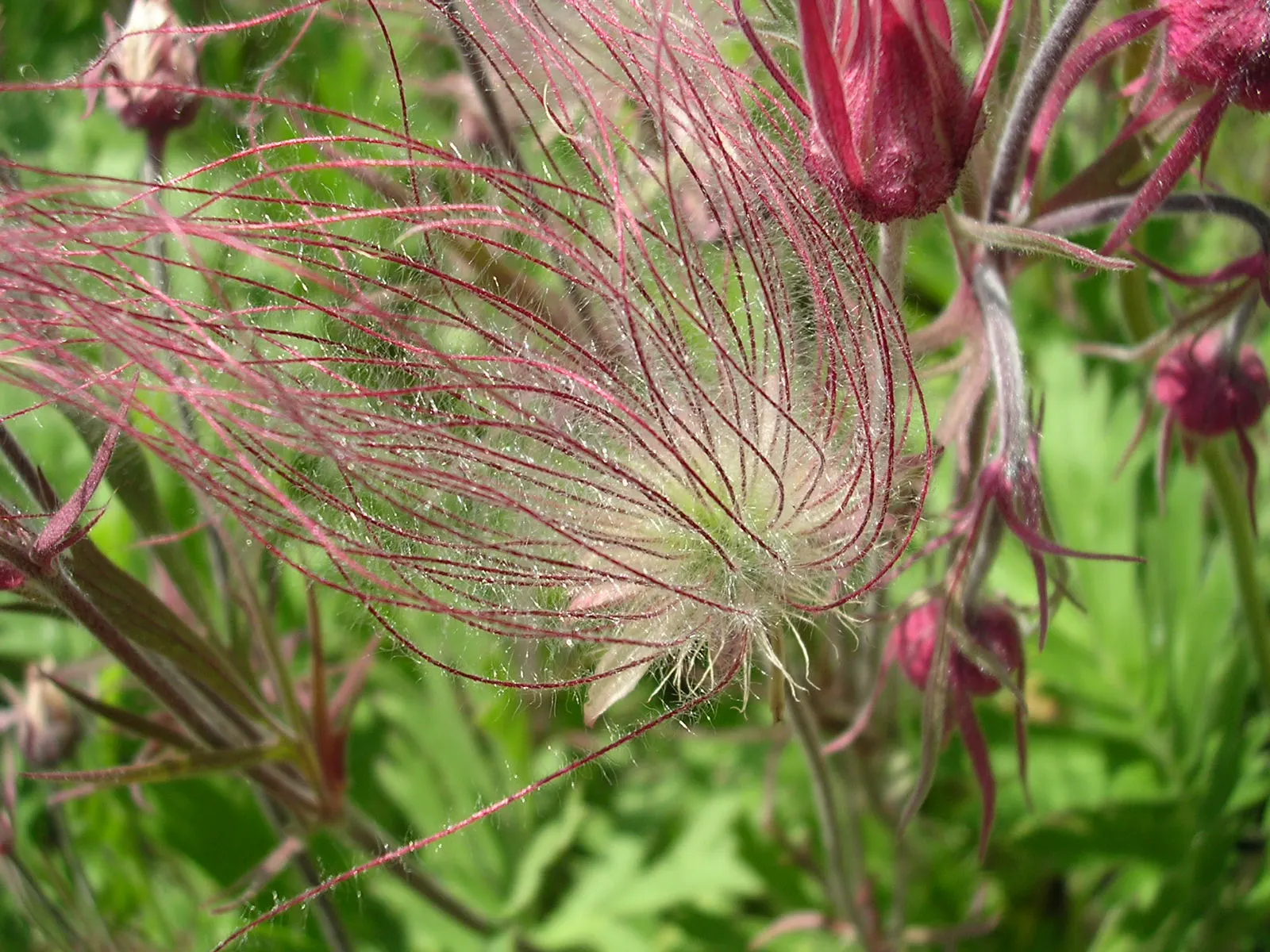 Prairie Smoke (Geum Triflorum) — revealing feathery tails that persist well into the summer; sandy or loamy soil but is quite adaptable to various, image 74