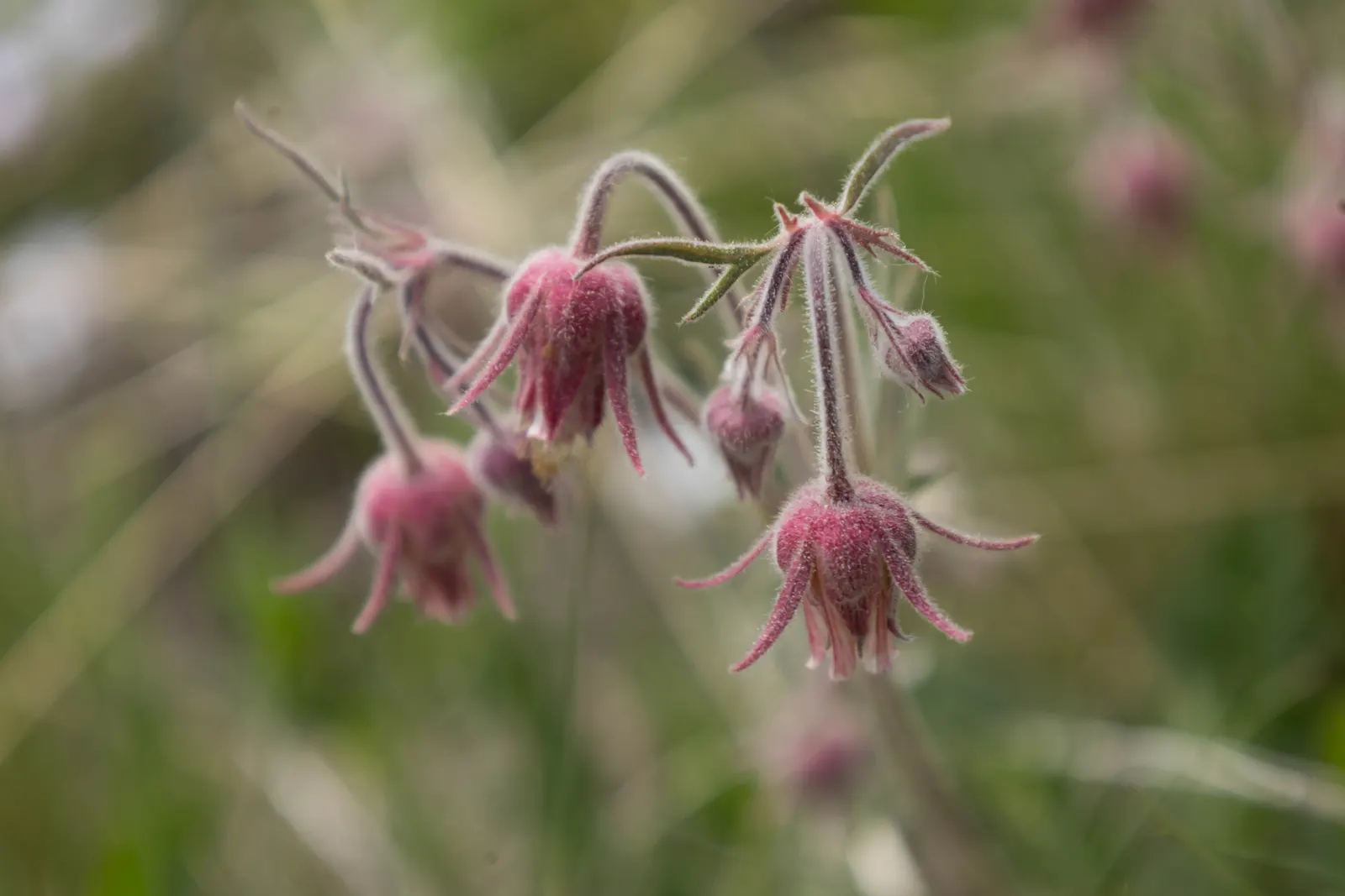 Prairie Smoke (Geum Triflorum) — sandy or loamy soil but is quite adaptable to various soil conditions; revealing feathery tails that persist well, image 95