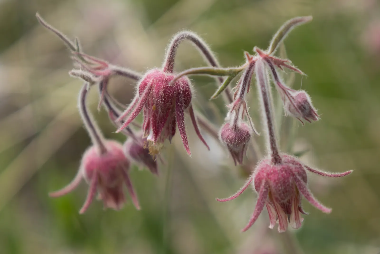 Prairie Smoke (Geum Triflorum) — This hardy plant thrives in USDA zones 3-7, prefers full sun to partial shade, and tolerates a range of soils; making it a