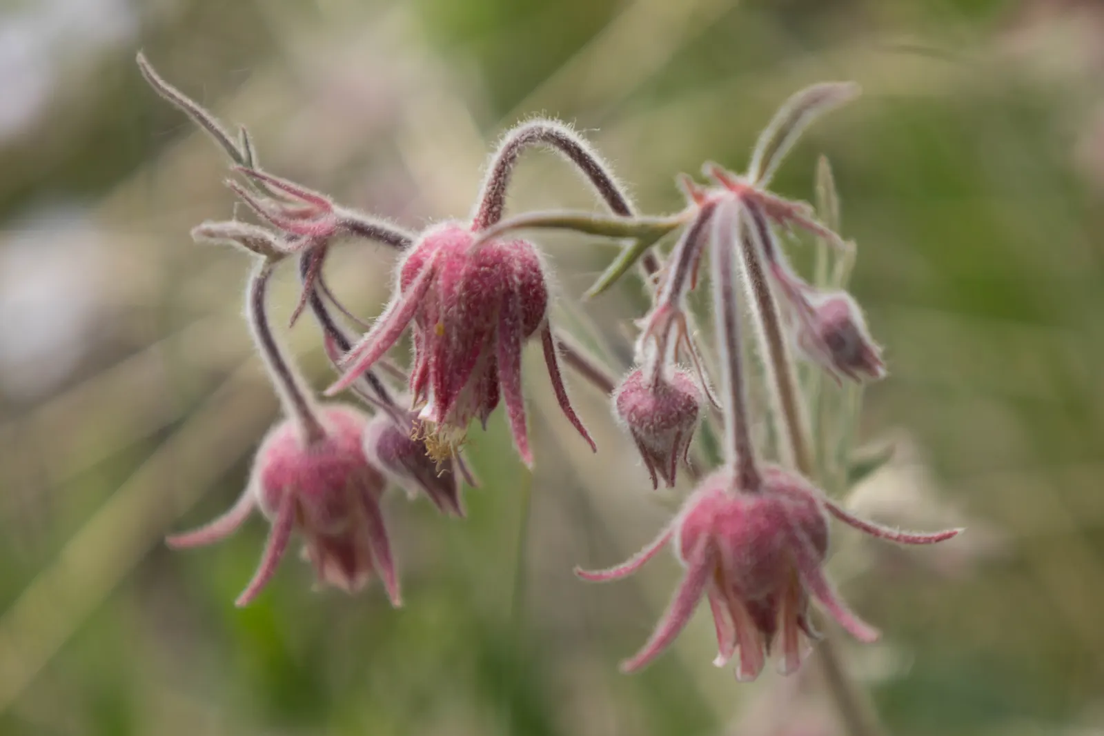 Prairie Smoke (Geum Triflorum) — it demonstrates notable drought tolerance; this hardy plant thrives in USDA zones 3-7, prefers full sun to partial shade, and