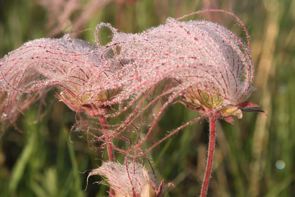 Prairie Smoke (Geum Triflorum) — As a low maintenance choice; making it a delightful conversation piece for any client's garden, image 132