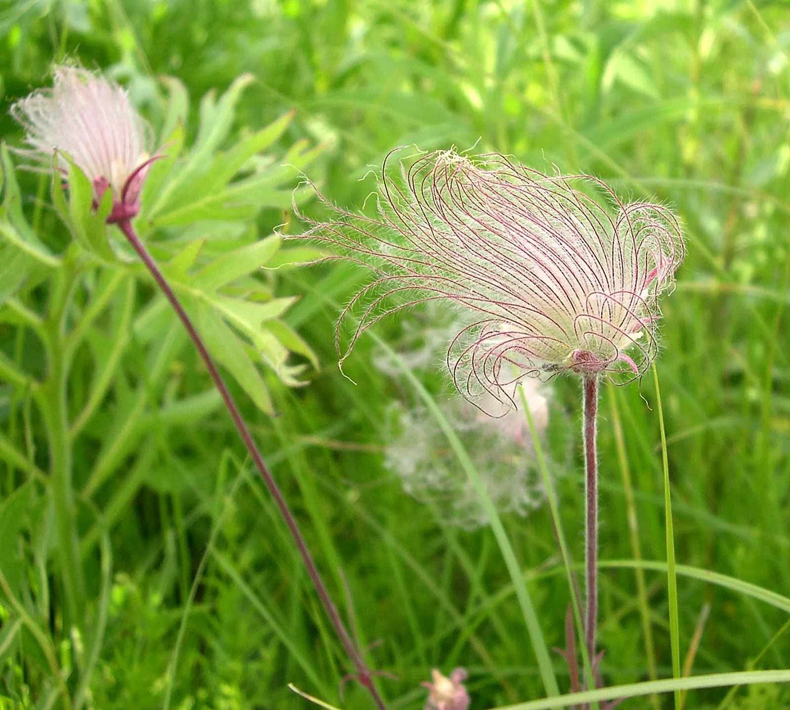 Prairie Smoke (Geum Triflorum) — is a charming herbaceous perennial native to North American prairies; this hardy plant thrives in USDA zones 3-7, prefers full