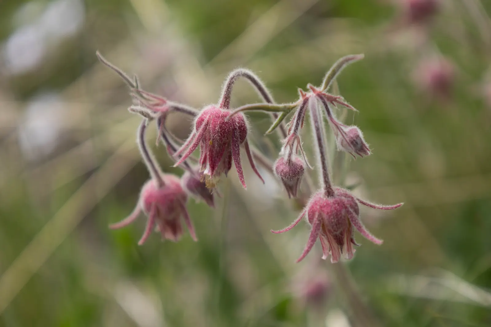 Prairie Smoke (Geum Triflorum) — perennial with pink and red blooms; revealing feathery tails that persist well into the summer, image 83