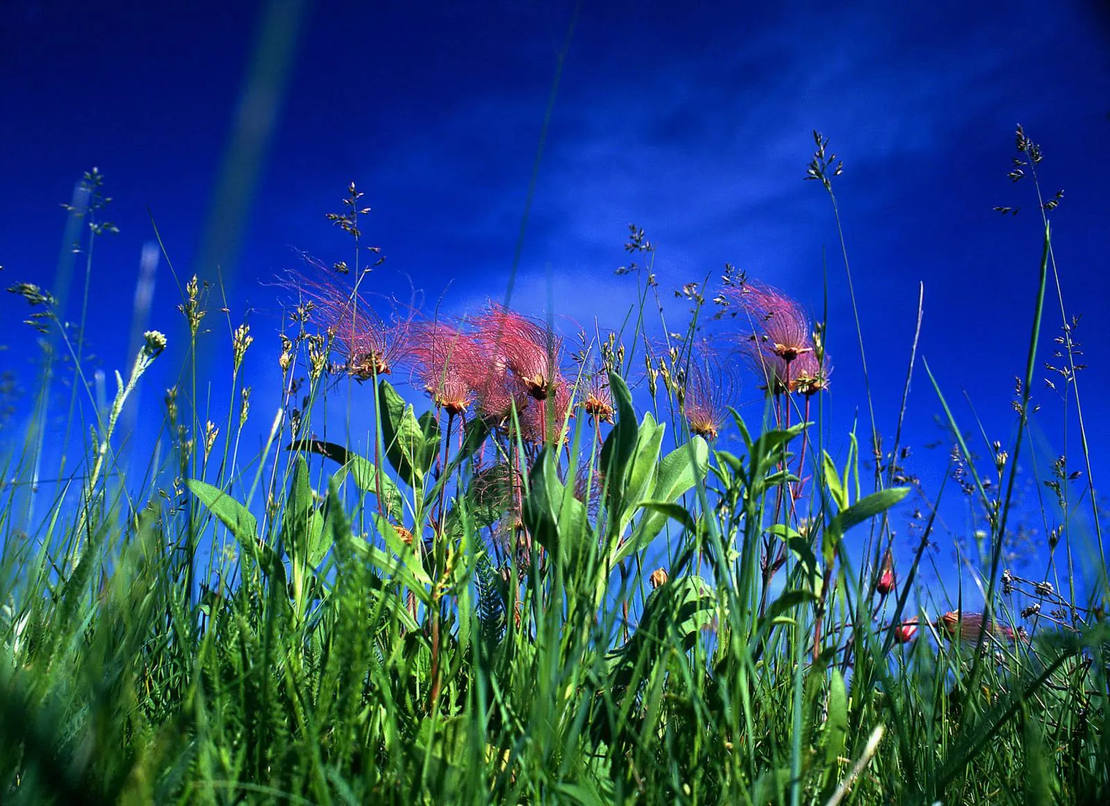 Prairie Smoke (Geum Triflorum) — This hardy plant thrives in USDA zones 3-7, prefers full sun to partial shade, and tolerates a range of soils, image 116