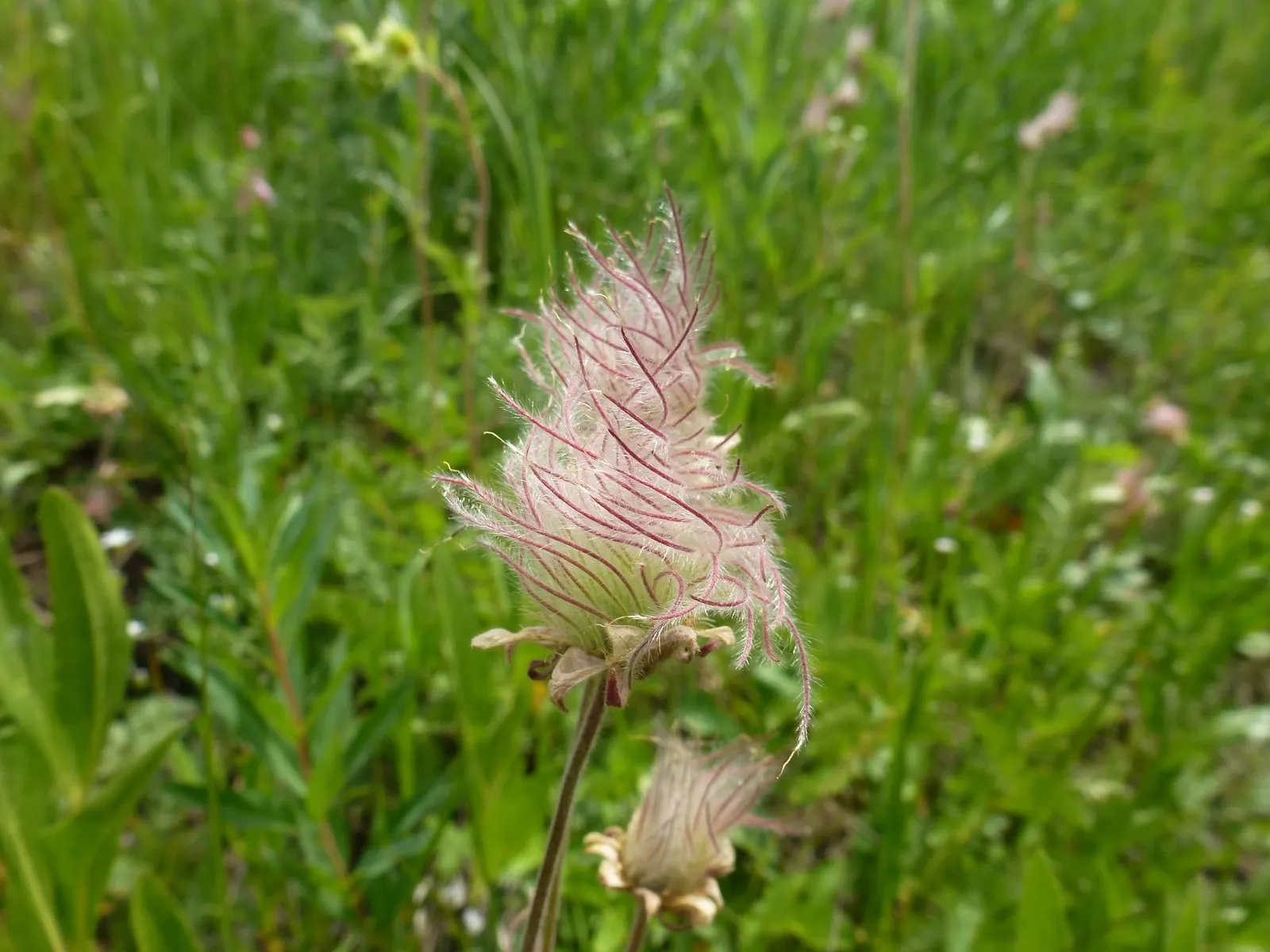 Prairie Smoke (Geum Triflorum) — revealing feathery tails that persist well into the summer