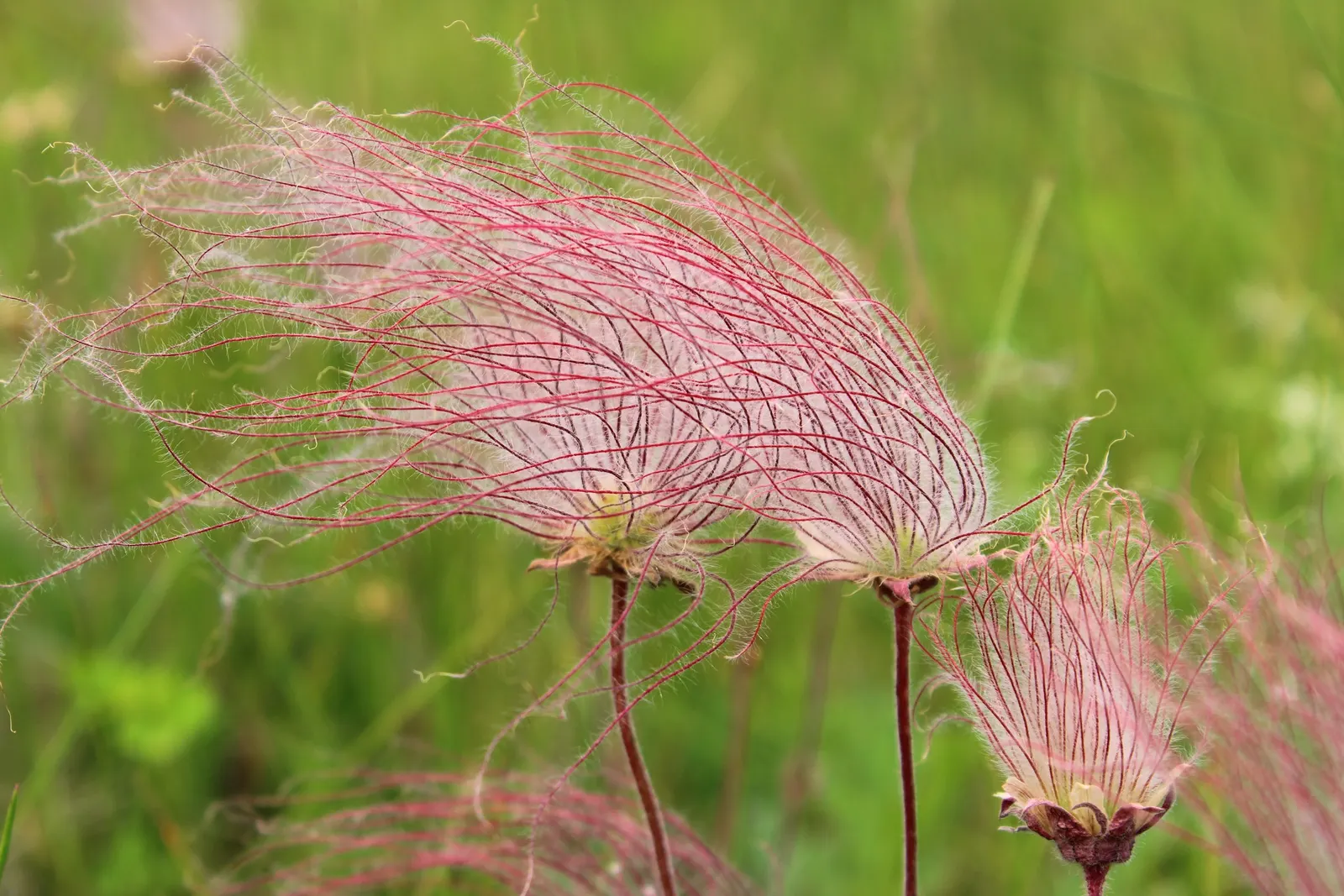 Prairie Smoke (Geum Triflorum) — aligning well with the growing desire for water-efficient landscapes.<br><br>In the spring