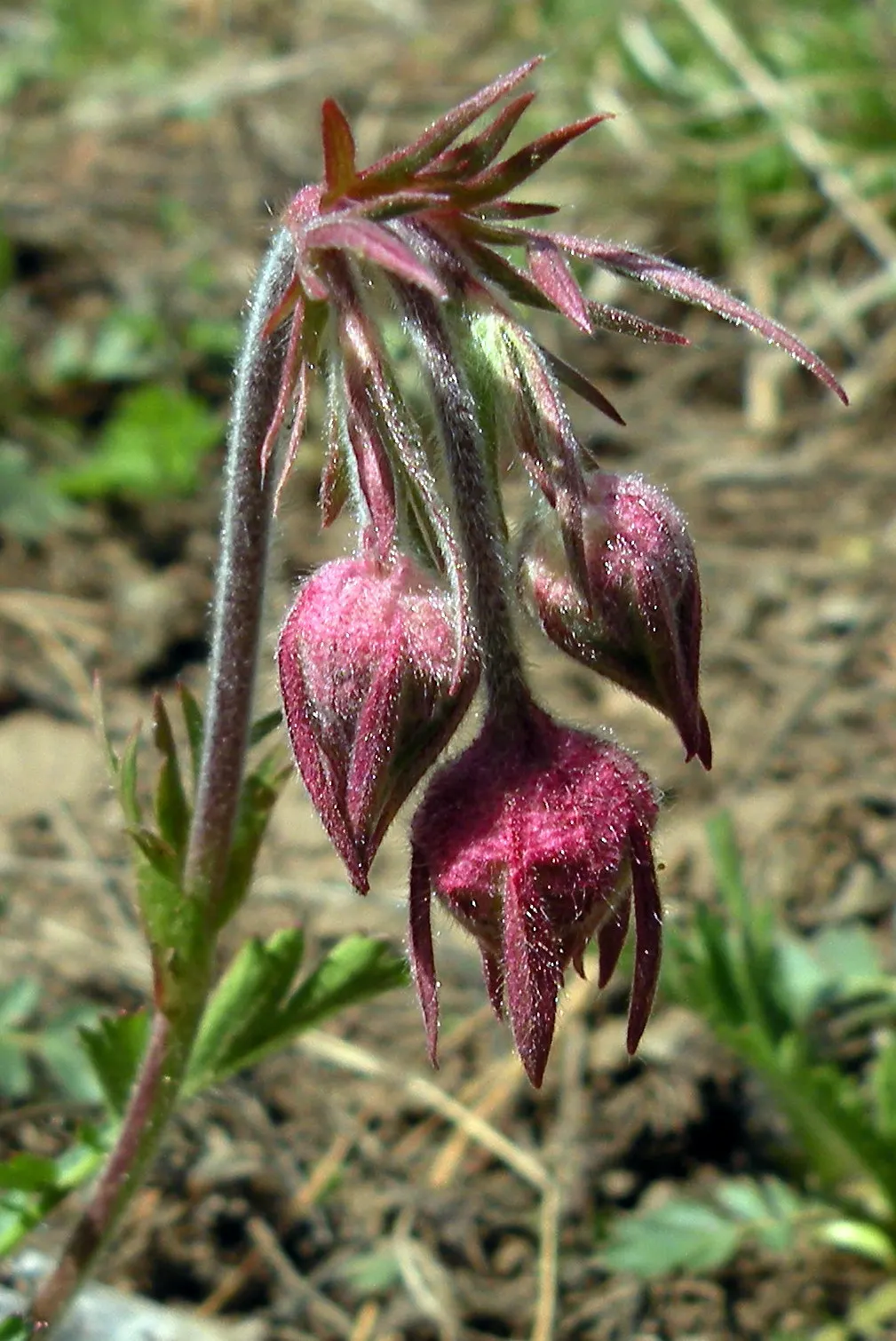 Prairie Smoke (Geum Triflorum) — This hardy plant thrives in USDA zones 3-7, prefers full sun to partial shade, and tolerates a range of soils