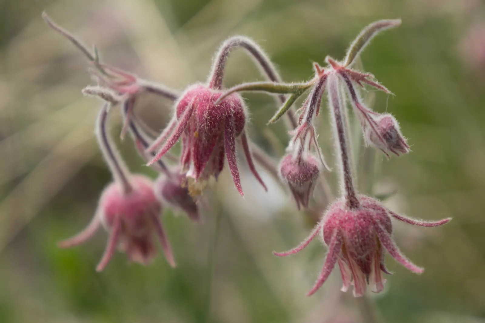 Prairie Smoke (Geum Triflorum) — Geum triflorum brings a touch of native prairie whimsy to rock gardens