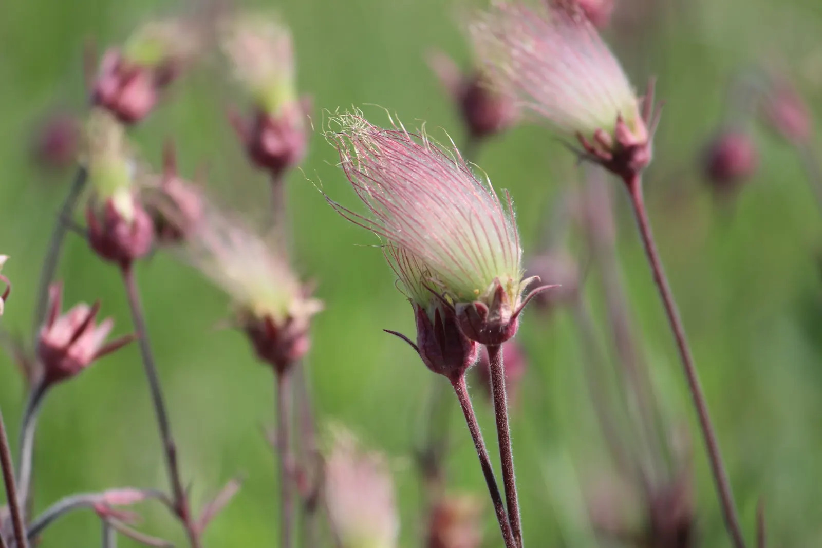 Prairie Smoke (Geum Triflorum) — Prairie Smoke (Geum triflorum) is a charming perennial, native to North American prairies; this hardy plant thrives in USDA