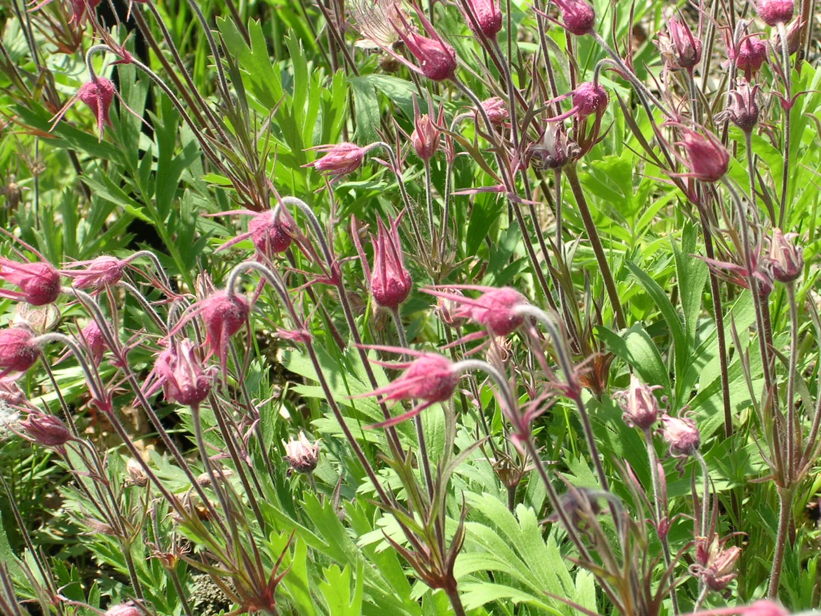 Prairie Smoke (Geum Triflorum) — Prairie Smoke (Geum triflorum) is a charming perennial, native to North American prairies; this hardy plant, image 85