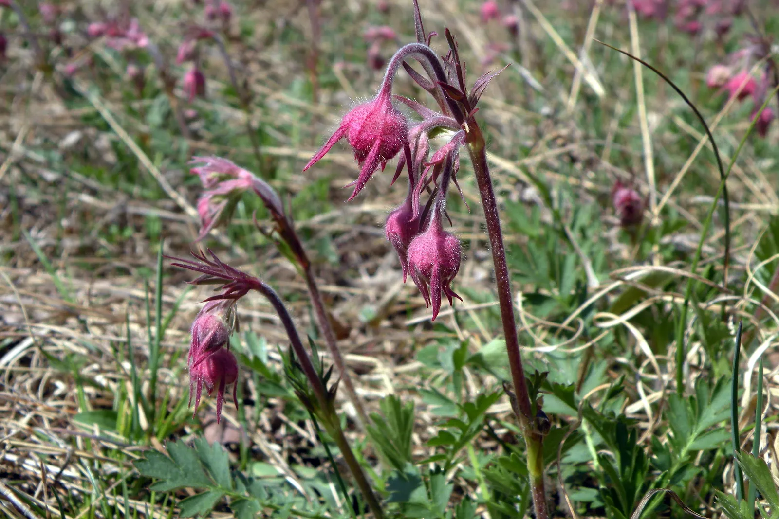 Prairie Smoke (Geum Triflorum) — smoke-like seed heads atop stems reaching 16-24 inches; sandy or loamy soil but is quite adaptable to various soil, image 58