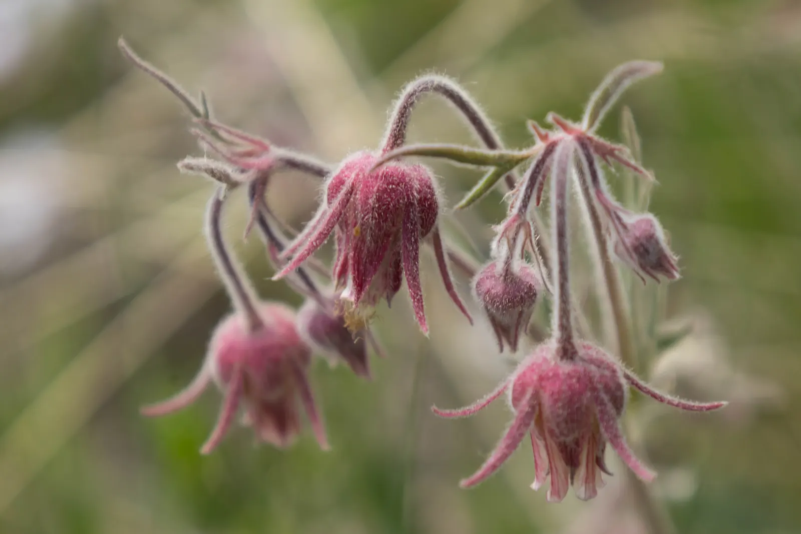Prairie Smoke (Geum Triflorum) — typically from April to June
