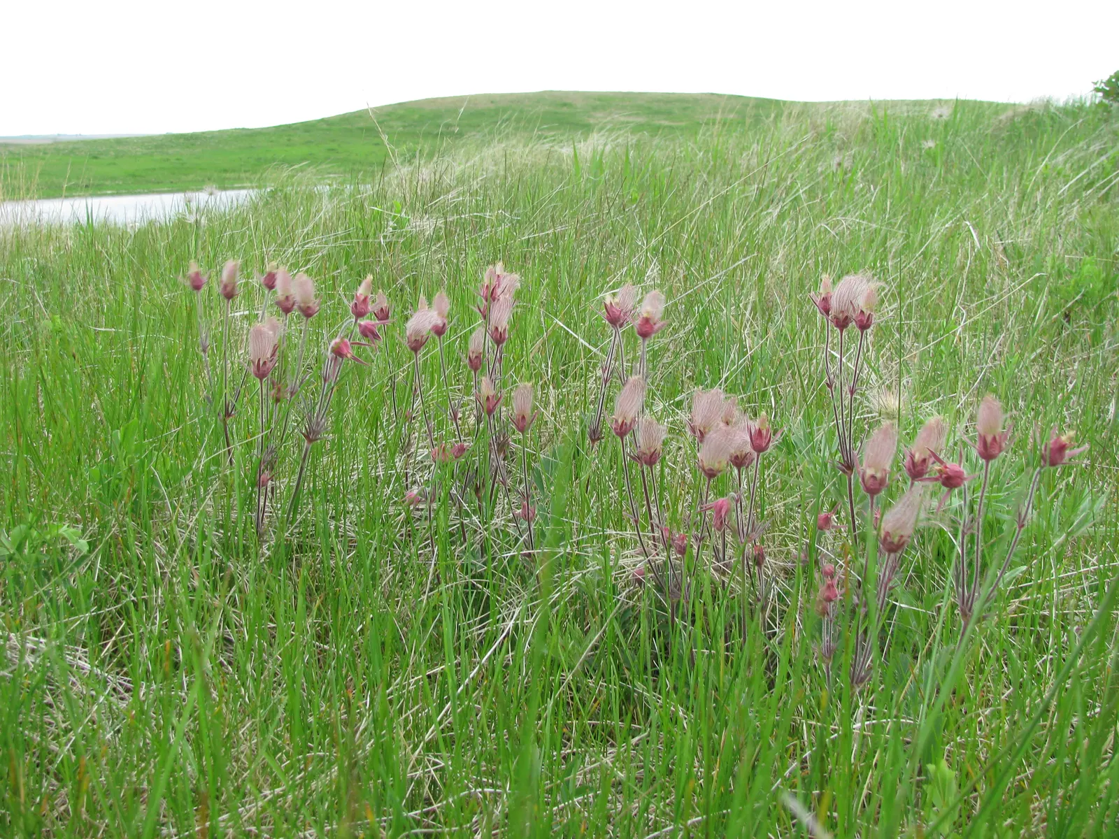 Prairie Smoke (Geum Triflorum) — as long as they are not overly wet; making it a delightful conversation piece for any client's garden, image 124