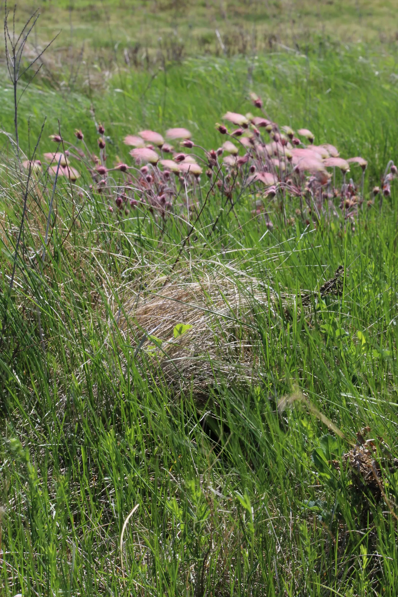 Prairie Smoke (Geum Triflorum) — Geum triflorum brings a touch of native prairie whimsy to rock gardens; revealing feathery tails that persist well into the