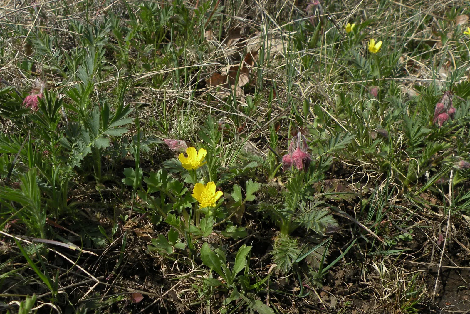 Prairie Smoke (Geum Triflorum) — Once the blooms are pollinated; this hardy plant thrives in USDA zones 3-7, prefers full sun to partial shade, and, image 101