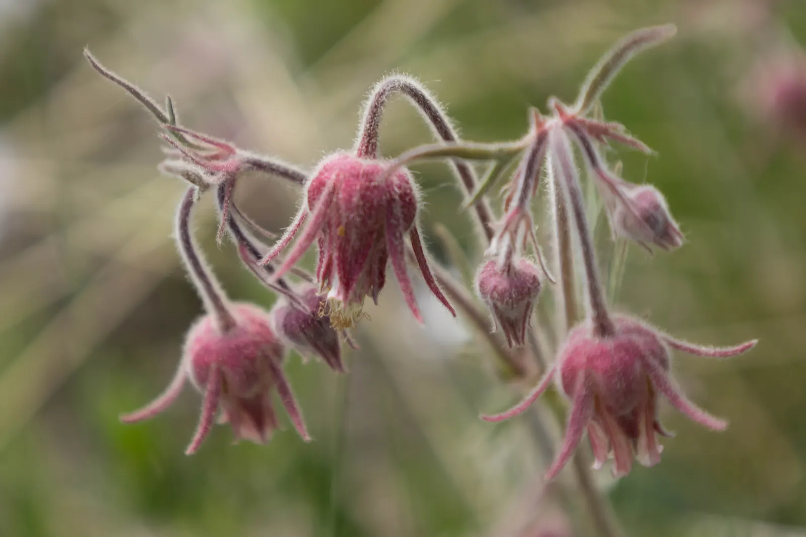 Prairie Smoke (Geum Triflorum) — attracting pollinators while requiring minimal maintenance; sandy or loamy soil but is quite adaptable to various, image 90