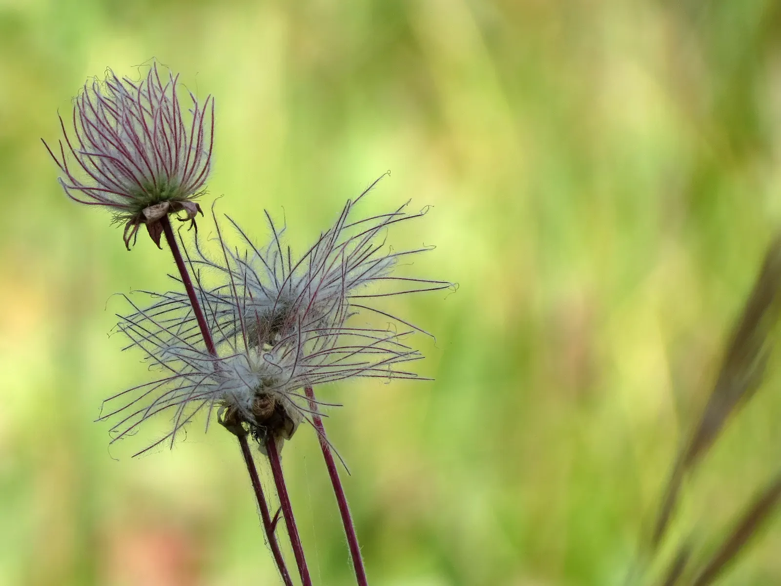 Prairie Smoke (Geum Triflorum) — Prairie Smoke (Geum triflorum) is a charming perennial, native to North American prairies