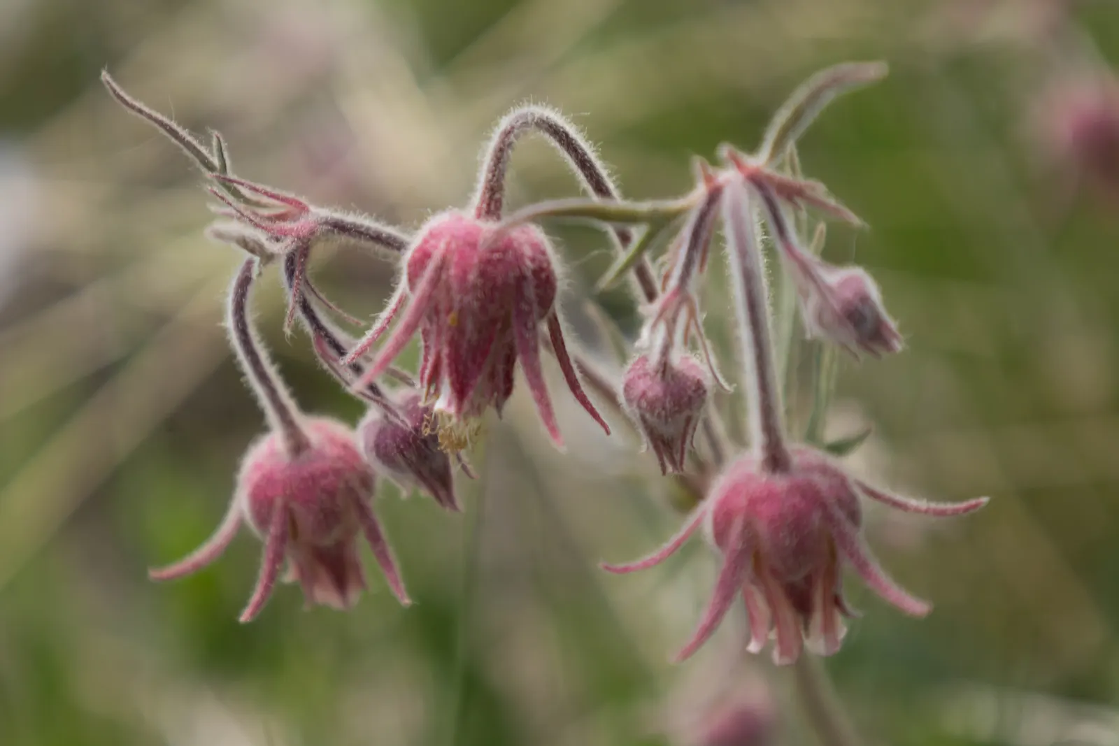 Prairie Smoke (Geum Triflorum) — it requires minimal care once established; this hardy plant thrives in USDA zones 3-7, prefers full sun to partial, image 77