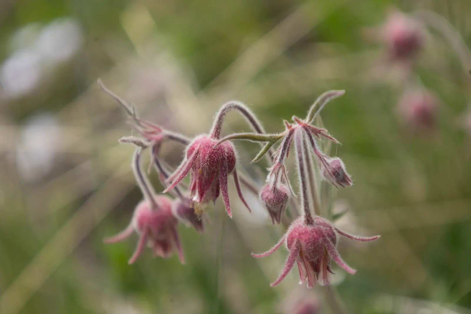 Prairie Smoke (Geum Triflorum) — Geum triflorum brings a touch of native prairie whimsy to rock gardens; revealing feathery tails that persist well, image 107