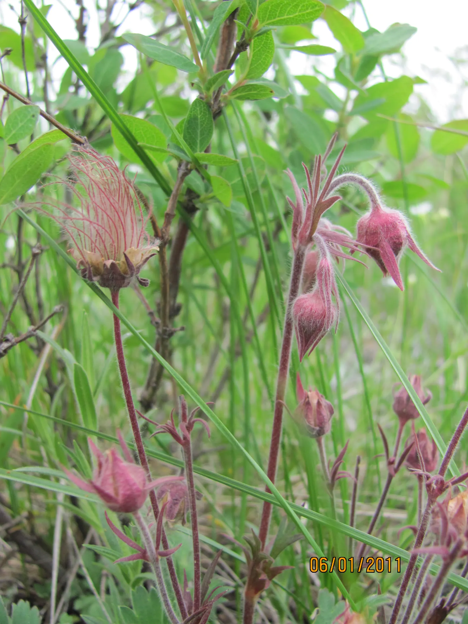 Prairie Smoke (Geum Triflorum) — it requires minimal care once established