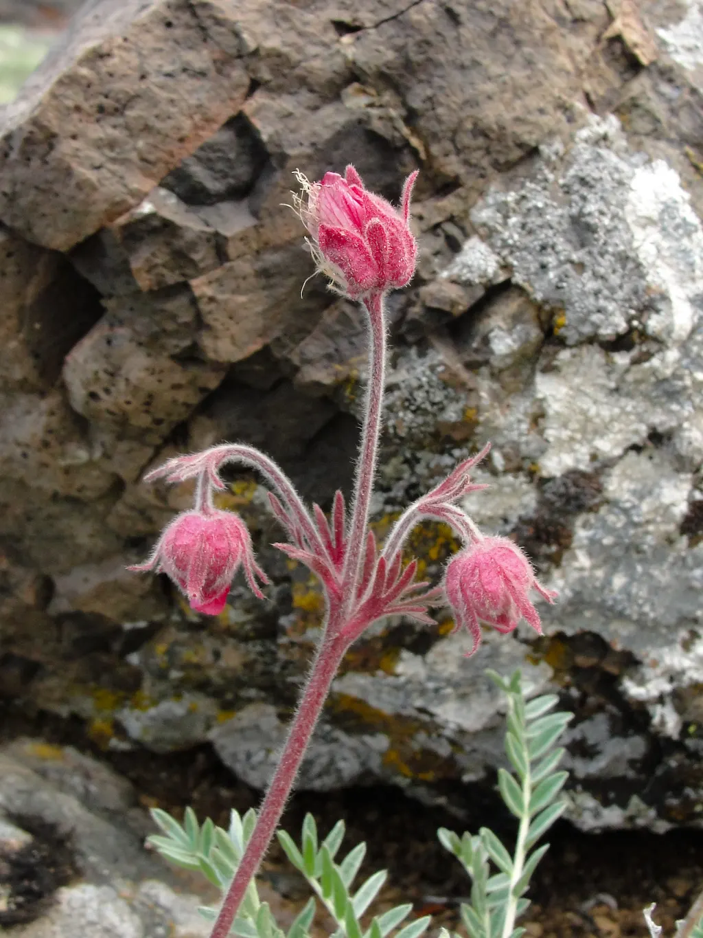 Prairie Smoke (Geum Triflorum) — attracting pollinators while requiring minimal maintenance; sandy or loamy soil but is quite adaptable to various, image 62