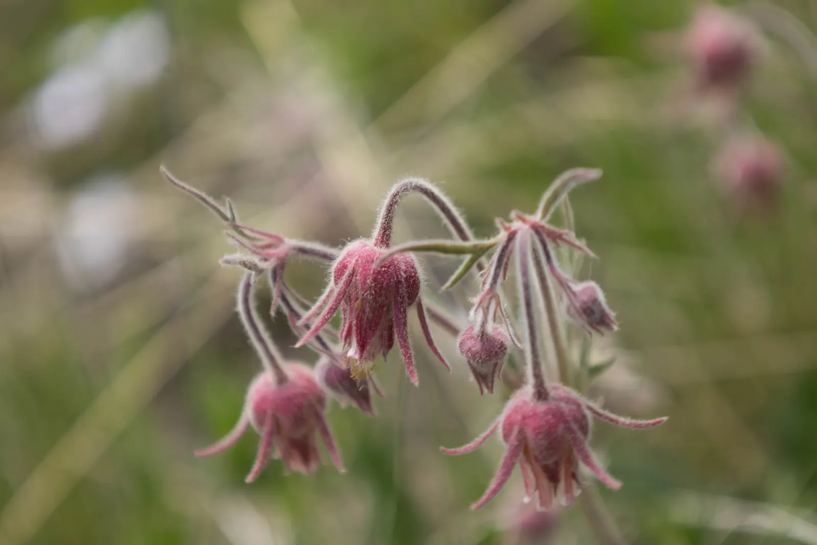 Prairie Smoke (Geum Triflorum) — perennial for full or half; making it a delightful conversation piece for any client's garden, image 112