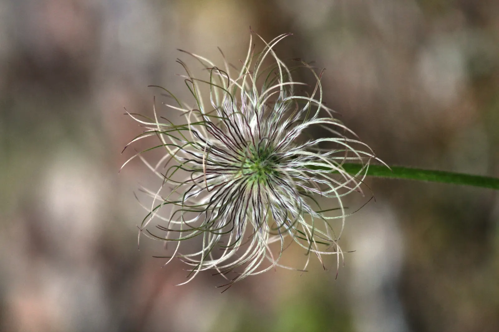 Prairie Smoke (Geum Triflorum) — smoke-like seed heads atop stems reaching 16-24 inches; sandy or loamy soil but is quite adaptable to various soil, image 86