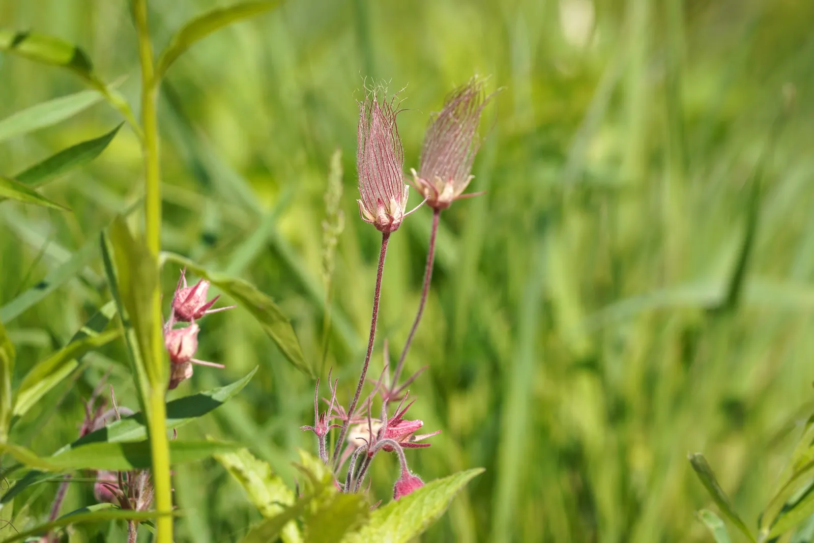 Prairie Smoke (Geum Triflorum) — Prairie Smoke (Geum triflorum); revealing feathery tails that persist well into the summer