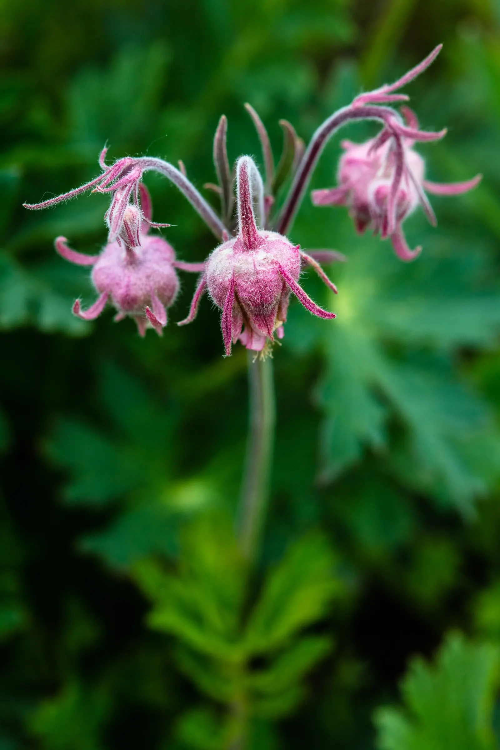 Prairie Smoke (Geum Triflorum) — Prairie Smoke thrives in full sun to partial shade; sandy or loamy soil but is quite adaptable to various soil conditions