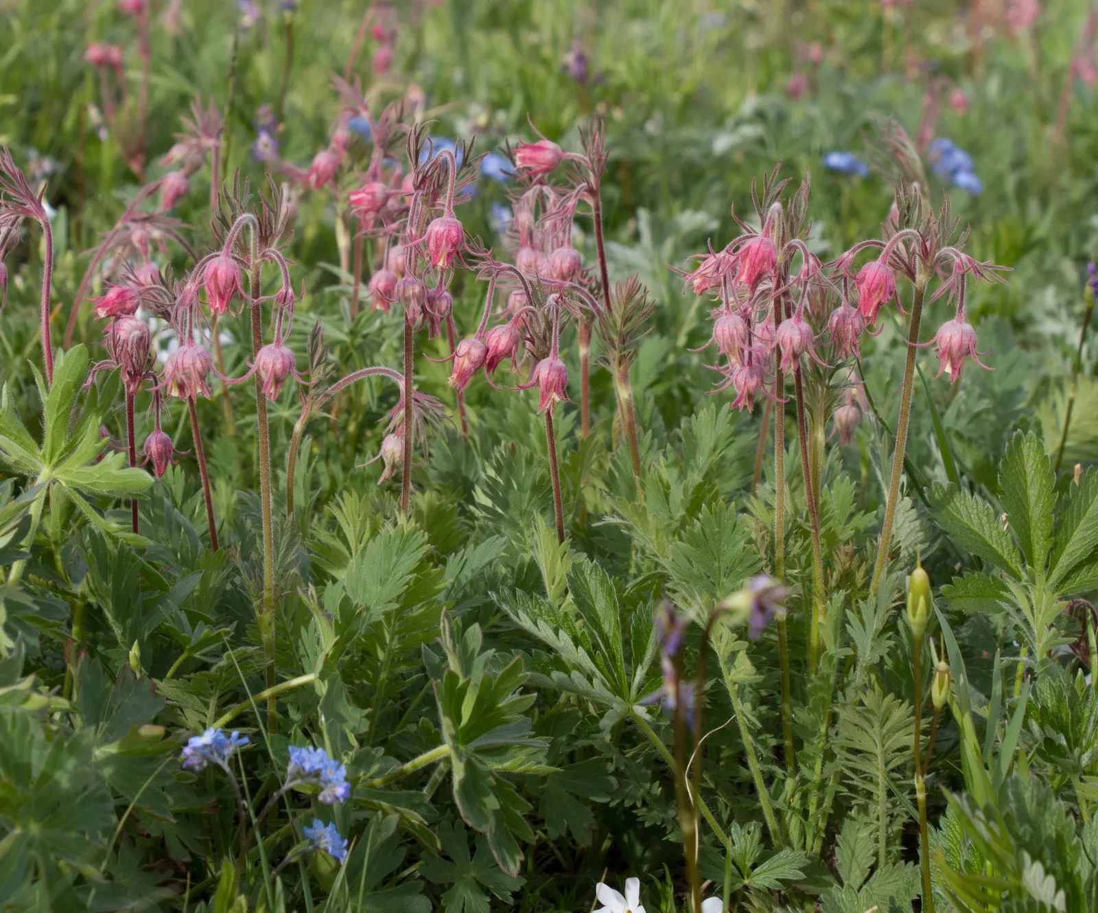 Prairie Smoke (Geum Triflorum) — it blooms with pink to reddish-purple flowers in late spring; revealing feathery tails that persist well into the, image 59