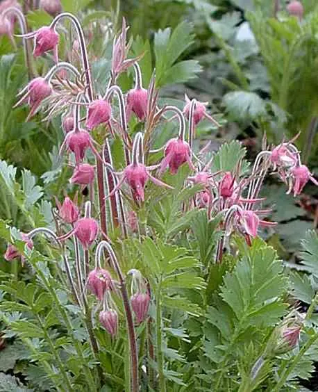 Prairie Smoke (Geum Triflorum) — is a charming herbaceous perennial native to North American prairies; this hardy plant thrives in USDA zones 3-7, image 121