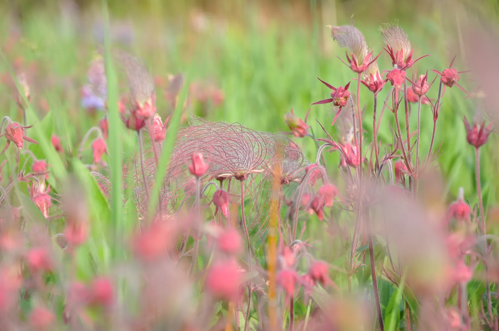 Prairie Smoke (Geum Triflorum) — perennial for full or half