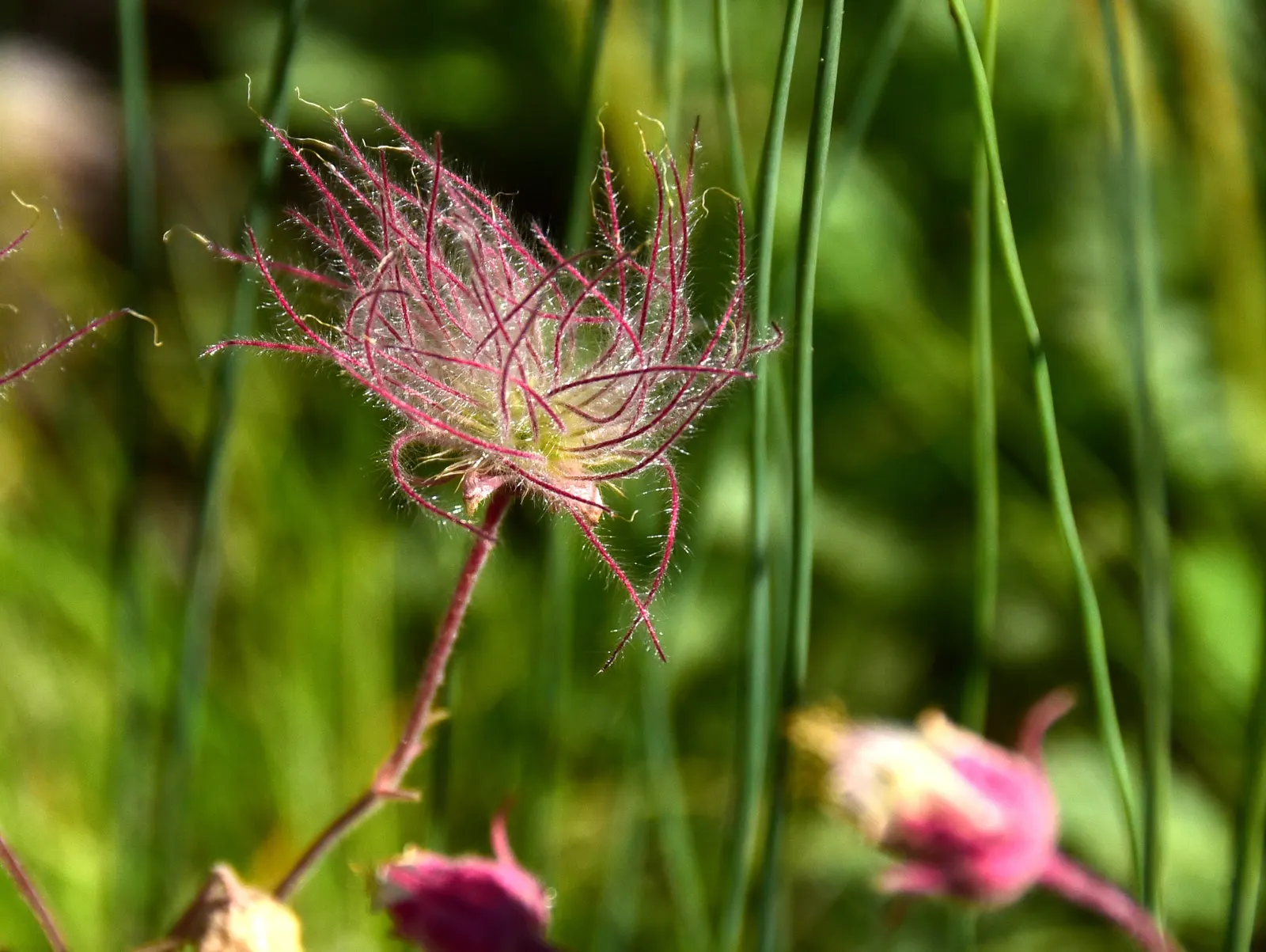 Prairie Smoke (Geum Triflorum) — As a low maintenance choice; making it a delightful conversation piece for any client's garden, image 76