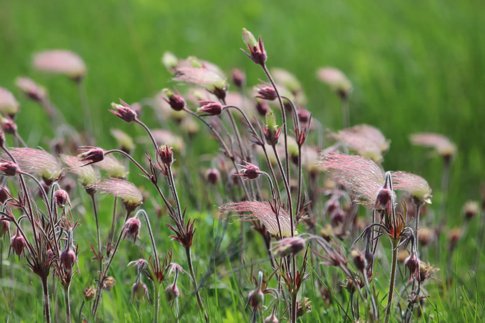 Prairie Smoke (Geum Triflorum) — Prairie Smoke (Geum triflorum)